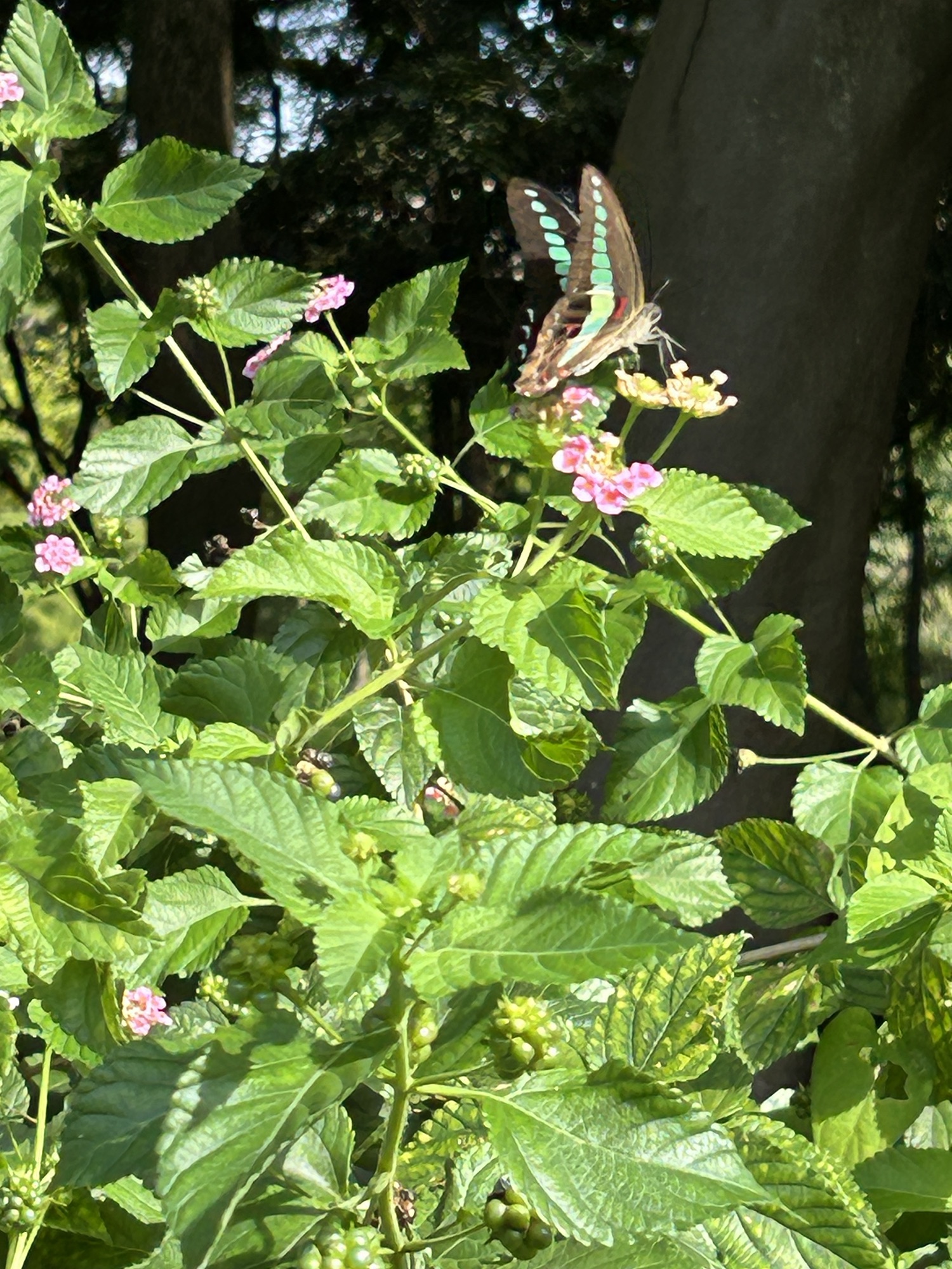 公園とチョウチョ